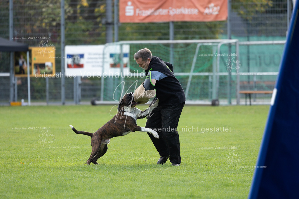 _16A6551 | Einzigartige Fotos von Hunden & Menschen –Actionfotos, Portraits, Vereinsaufnahmen & Paarshootings – authentisch, lebendig & mit Herz.