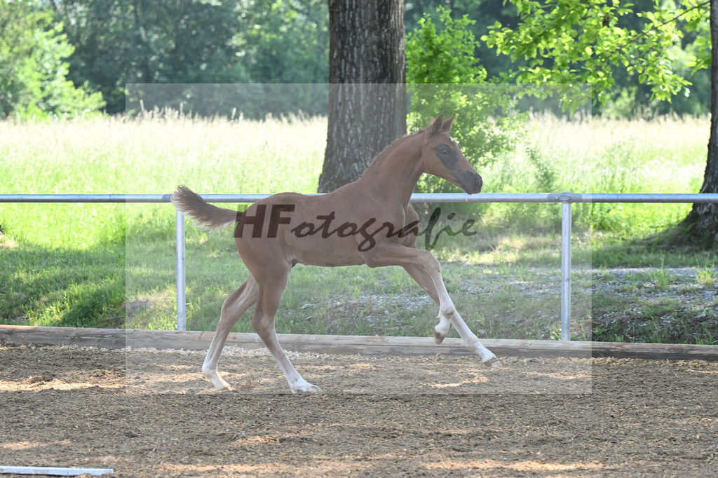 Kat-Nr. 5 HF Floricello OLD_Wiedemann_14230098 | hf-fotografie - Realisiert mit Pictrs.com