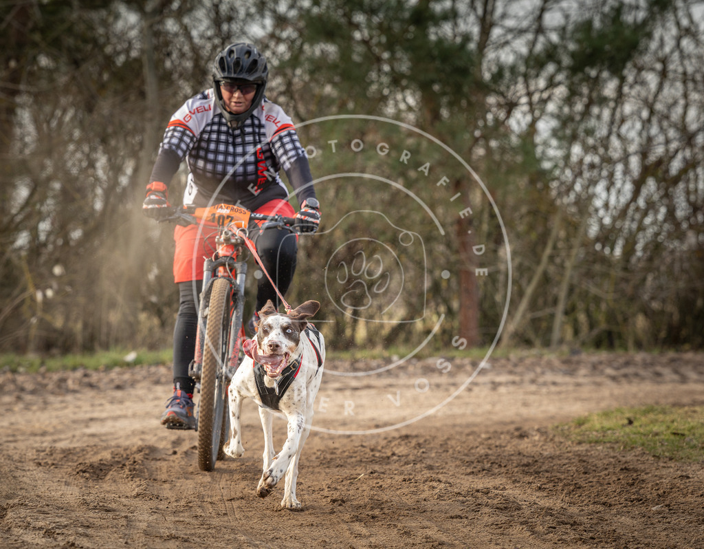 Pfotenfotografie_DV3A8883 | Hundefotografie, Tierfotograf, Pfotenfotografie, Fotoshooting Hund, Hunde Portrait, Hundesport, Hundeportraits, Heideshooting, Hunde, Sportfotograf, Hundefotograf, Turnierhundsport, THS,  - Realisiert mit Pictrs.com