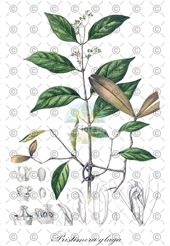 HistAbb_wfo-0000283307_1_ENZY_Simple | Historische Abbildung von Pristimera glaga - Celastraceae | Historical Illustration of Pristimera glaga - Celastraceae