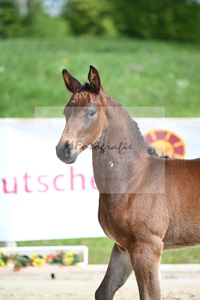 Adzaro de L Abbaye B x Cornet Obolensky_HF_Berger_11240261 | hf-fotografie - Realisiert mit Pictrs.com