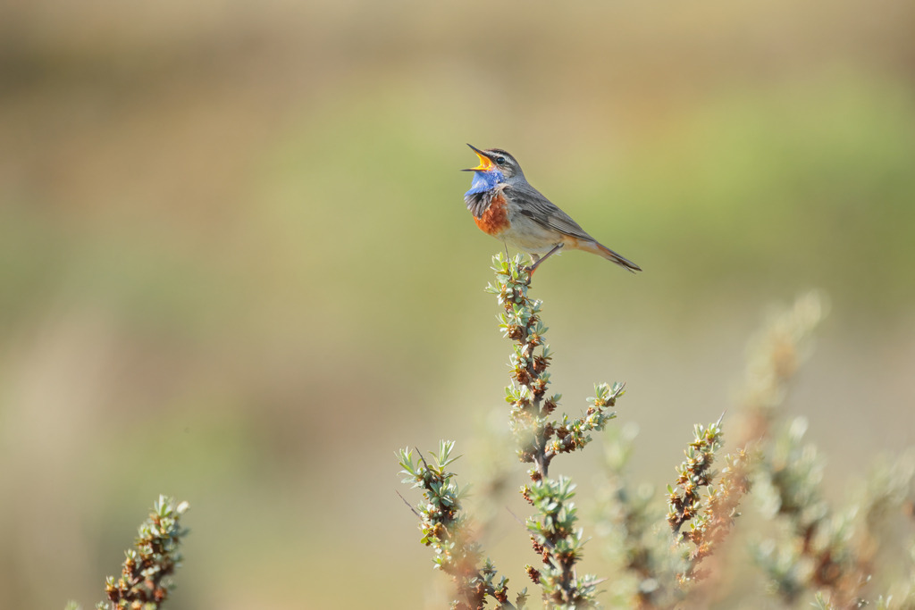 Wandbild - Singendes Blaukehlchen in seiner natürlichen Umgebung | Das Bild zeigt ein Blaukehlchen (Luscinia svecica), das auf einem blühenden Strauch sitzt und mit weit geöffnetem Schnabel singt. Der Vogel ist in einer seitlichen Ansicht zu sehen, wodurch die leuchtend blaue Kehle, der orangefarbene Brustfleck und das graubraune Gefieder gut zur Geltung kommen. Der Hintergrund ist unscharf und in weichen, natürlichen Farben gehalten, was den Fokus auf das Blaukehlchen lenkt. Der Strauch, auf dem das Blaukehlchen sitzt, ist mit kleinen grünen Blättern und Blüten bedeckt, was dem Bild eine frühlingshafte Atmosphäre verleiht.