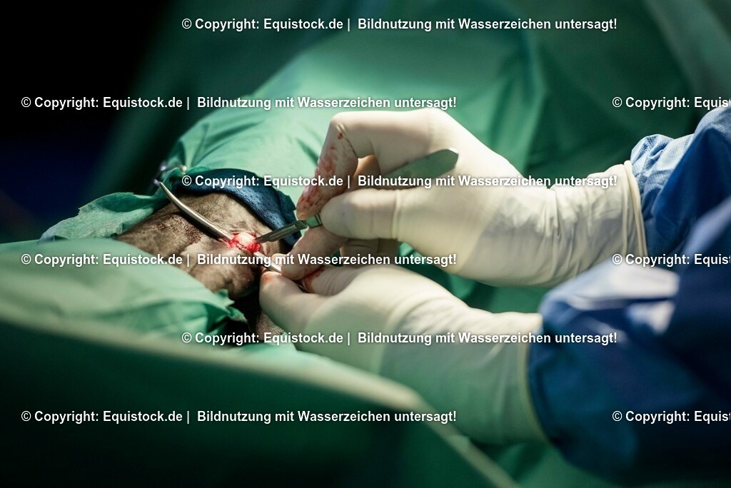 20160309_Sehnenschnitt_OP__0032 | equistock