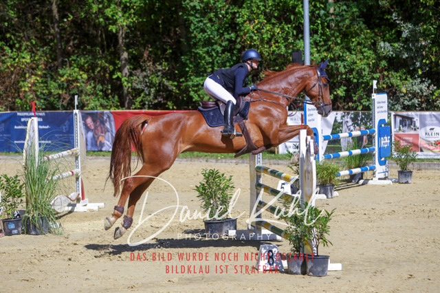DKP43216 | Deine Turnierfotos vom Reitturnier online kaufen: Dressur, Springen & Siegerehrung. Professionelle Pferdefotografie aus dem Rheinland – als Download & Print.Alternative: Turnierfotograf für den Pferdesport: Finde deine Fotos von Dressur- und Springturnier