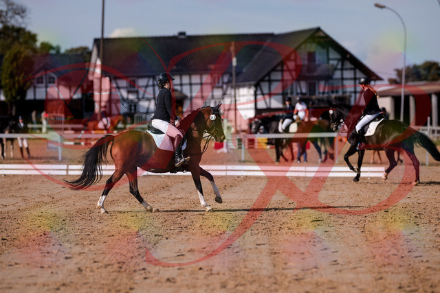 2026_10_03_Siefer-Hof_115619_Z81_96871829 | Professionelle Reitsport-, Turnier- und Eventfotografie von Robert Broda. Galerien mit ausgewählten und bearbeiteten Bildern direkt online ansehen und bestellen.