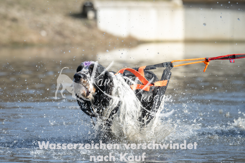 1342_ZZ98005 | kk-dogfotos
