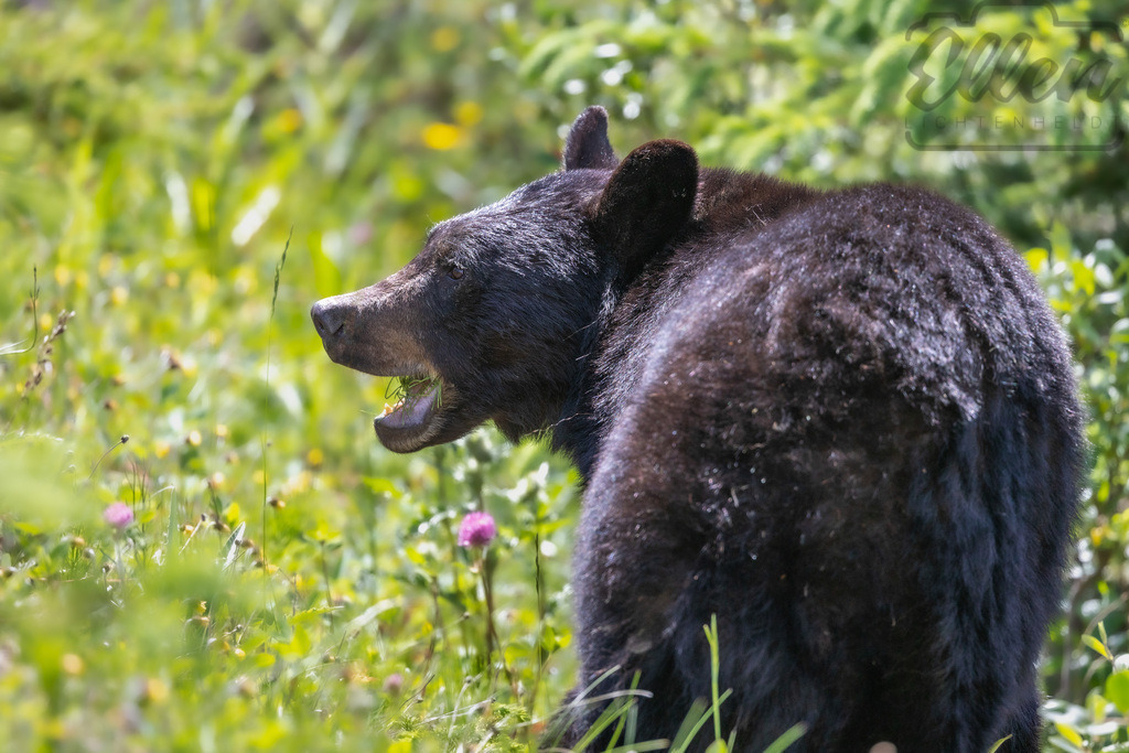 Whispers of the Wilderness | A black bear pauses in a sunlit meadow, its dark fur gleaming against a sea of green. In this fleeting moment, nature feels both powerful and serene — a quiet reminder of wild instincts that still roam free. - Realisiert mit Pictrs.com