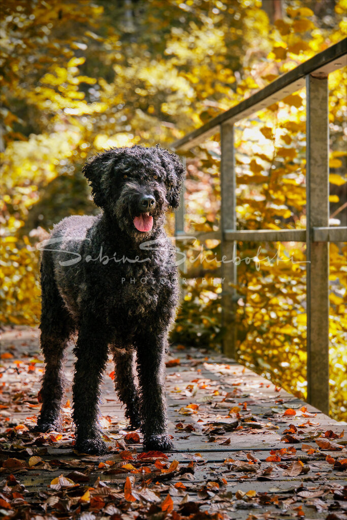 Wanda_23-09-172023_09_17_DSCF1473_NEU | People- und Tierfotografie, Imageaufnahmen, Veranstaltungsfotografie und Wandbilder aus der Natur ★ Made in Germany ✔️ Druck + Downloads ✔️ Naturfotografie in Top Qualität ★ schneller Versand, weltweite Lieferung! - Realisiert mit Pictrs.com