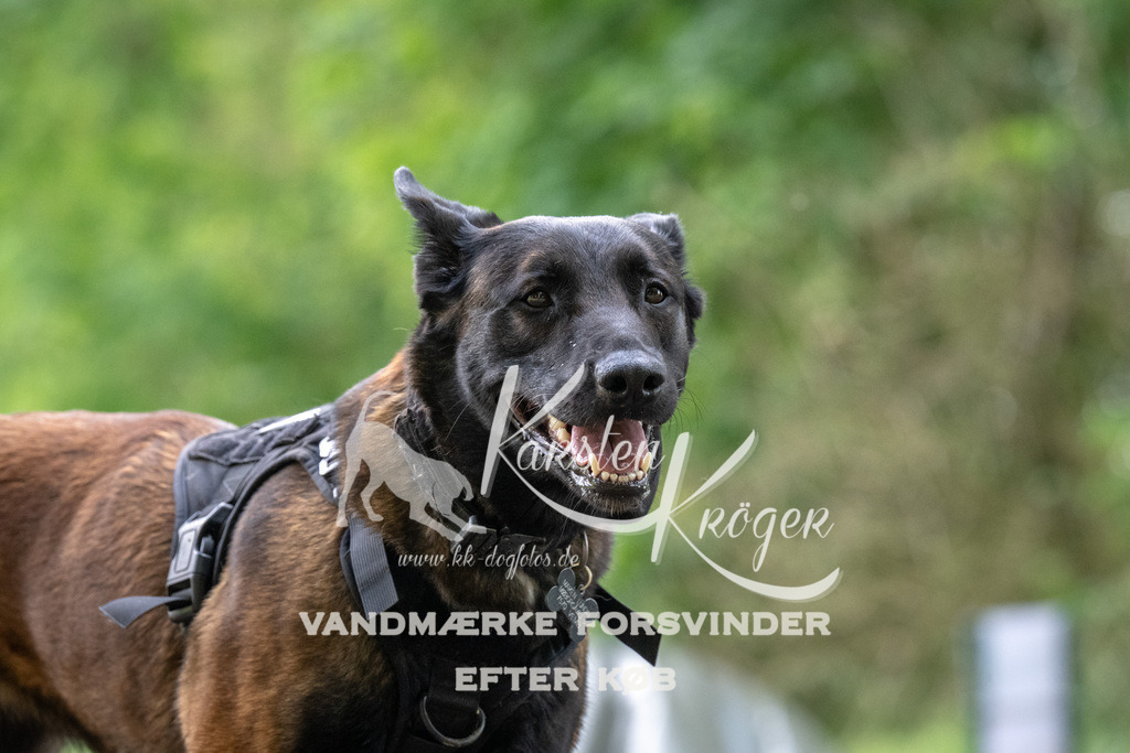 1239_ZZ92783 | kk-dogfotos
