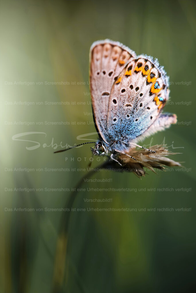 Gemeiner Bläuling | Ein Schmetterling "gemeiner Bläuling" sitzt auf einer Grasblüte vor einem dunkelgrünen Hintergrund - Realisiert mit Pictrs.com