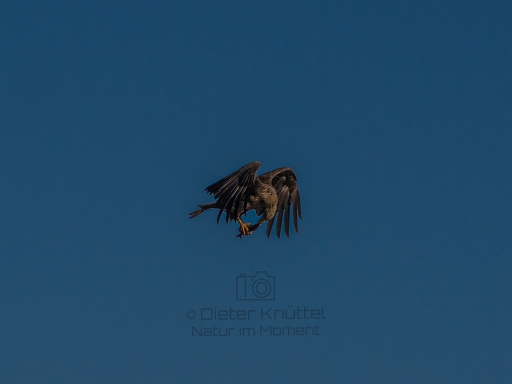 P1001701-LR-topaz-enhance | Natur im Moment - Realisiert mit Pictrs.com