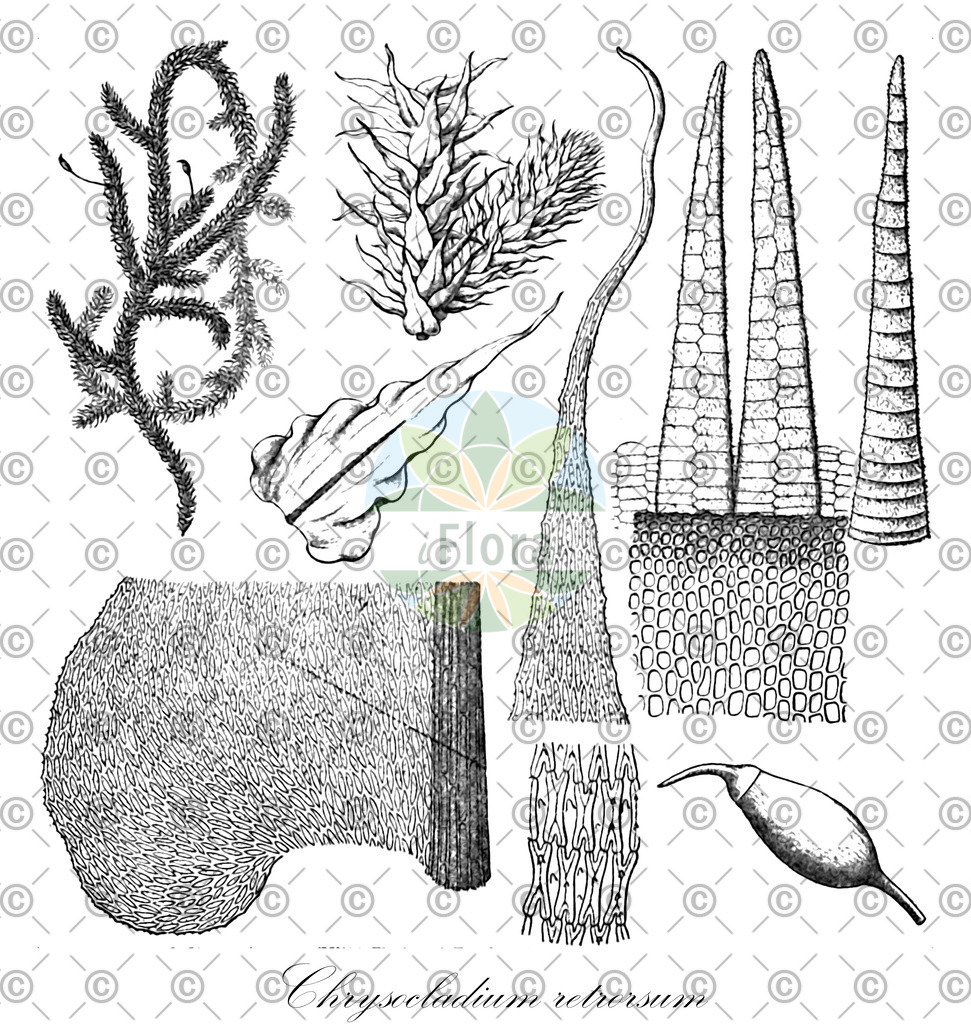 HistAbb_7NSTL_1_ENZY_Simple | Historische Abbildung von Chrysocladium retrorsum - Meteoriaceae | Historical Illustration of Chrysocladium retrorsum - Meteoriaceae
