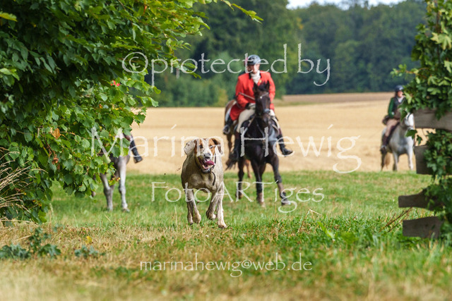 Jagd Knoop 26_MarinaHewigMCH02589 | Fotografie, FotoArt, PferdesportArt, Pferdesportfotografie, Landschaftsfotografie, Reisefotografie, Reise, Pferde - Realisiert mit Pictrs.com