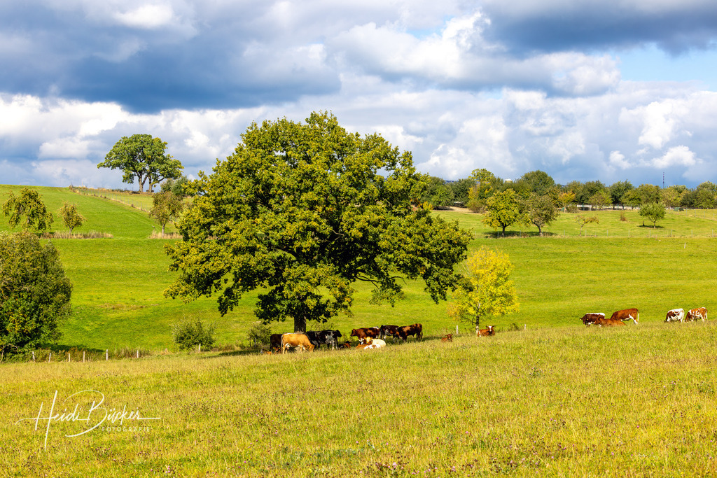 September | Bilder und Impressionen zu jeder Jahreszeit aus dem Sauerland im Naturpark Sauerland-Rothaargebirge - Realisiert mit Pictrs.com
