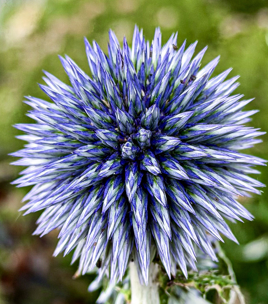Radial Symmetry | Botanische Kugeldistel Fotokunst Wandbild | Faszinierende Geometrie der Natur. Diese hochaufgelöste Makro-Nahaufnahme einer blühenden Kugeldistel besticht durch ihre perfekte radiale Symmetrie und die kühle, intensiv blaue Farbästhetik. Als großformatiges Wandbild (besonders spektakulär als tiefenwirksamer Gallery-Print unter Acrylglas oder auf Leinwand) bringt dieses botanische Kunstwerk moderne Eleganz und ein echtes Design-Statement in dein Wohnzimmer, Schlafzimmer oder Büro. - Realisiert mit Pictrs.com