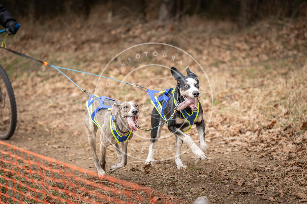 Pfotenfotografie_DV3A2284 | Hundefotografie, Tierfotograf, Pfotenfotografie, Fotoshooting Hund, Hunde Portrait, Hundesport, Hundeportraits, Heideshooting, Hunde, Sportfotograf, Hundefotograf, Turnierhundsport, THS,  - Realisiert mit Pictrs.com