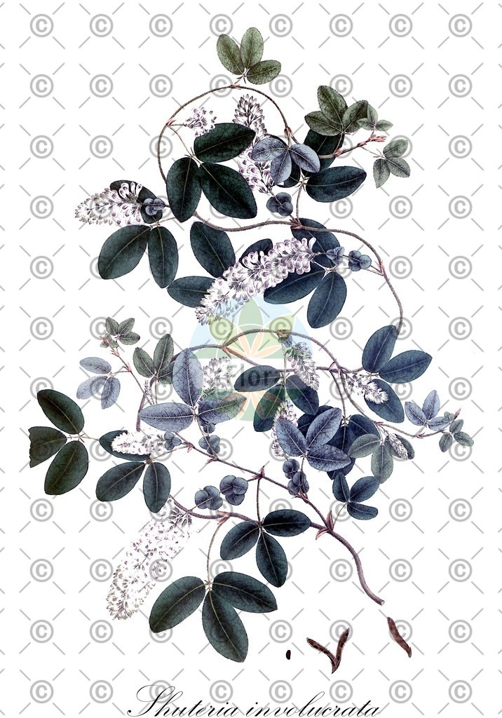 HistAbb_wfo-0001007967_1_ENZY_Simple | Historische Abbildung von Shuteria involucrata - Fabaceae | Historical Illustration of Shuteria involucrata - Fabaceae