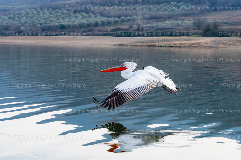 Pelikane (37) | PeggyRaschPhotography - Realisiert mit Pictrs.com