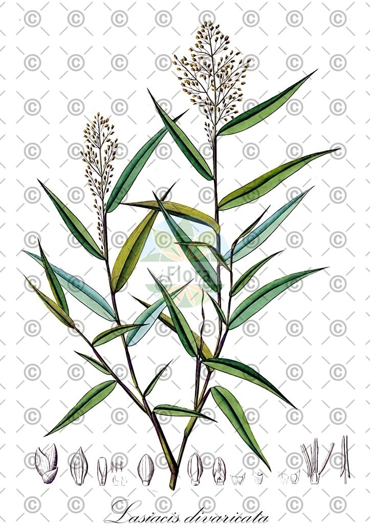 HistAbb_wfo-0000071660_1_ENZY_Simple | Historische Abbildung von Lasiacis divaricata - Poaceae | Historical Illustration of Lasiacis divaricata - Poaceae
