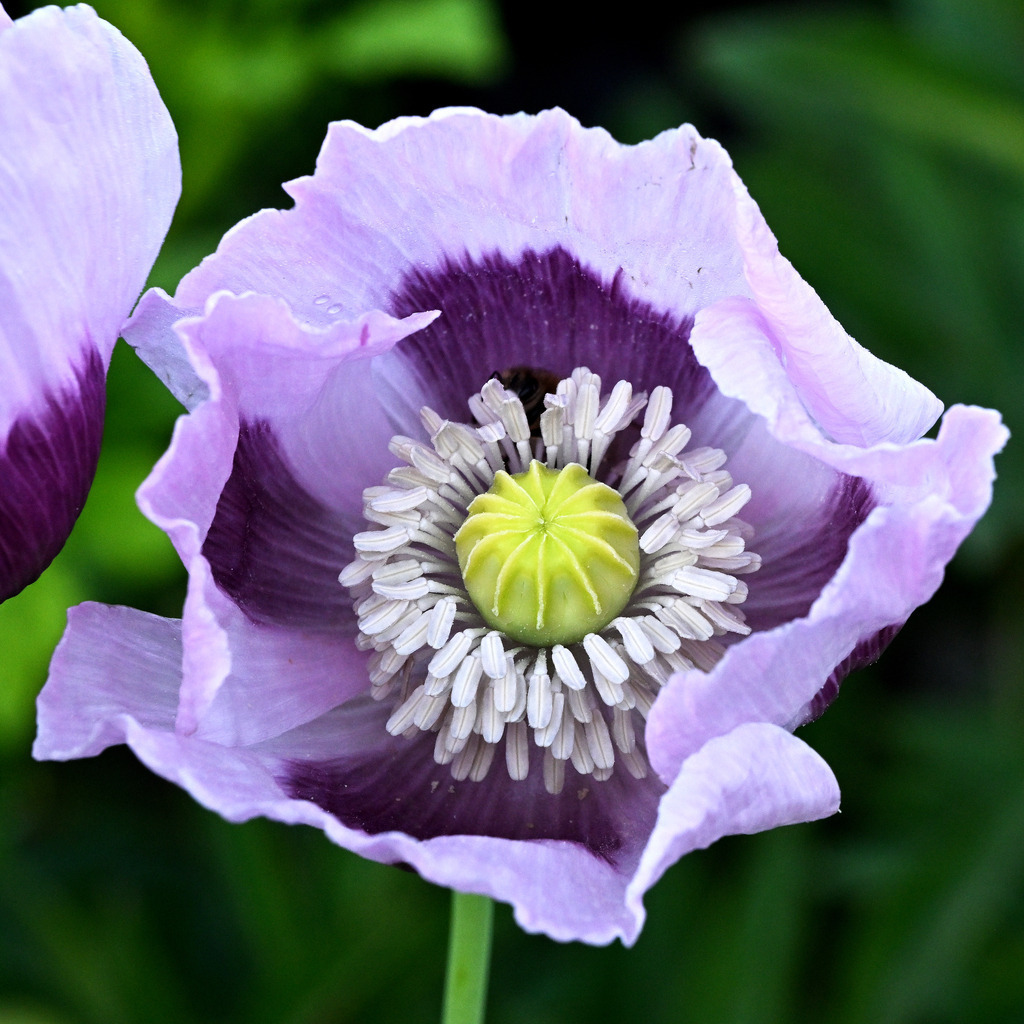 Schlafmohn11q | lucisnaturbilder - Realisiert mit Pictrs.com