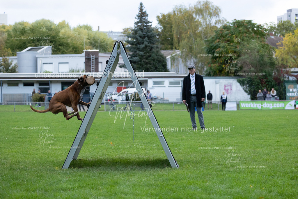 _16A4707 | Einzigartige Fotos von Hunden & Menschen –Actionfotos, Portraits, Vereinsaufnahmen & Paarshootings – authentisch, lebendig & mit Herz.
