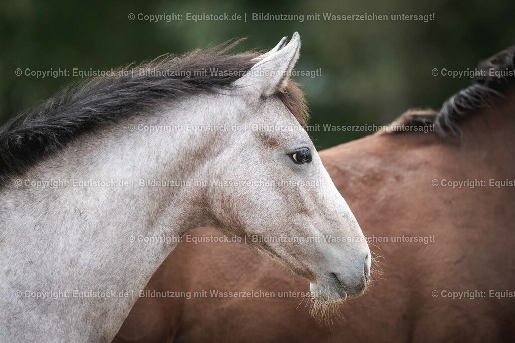 20201005_Fohlen_0084 | equistock