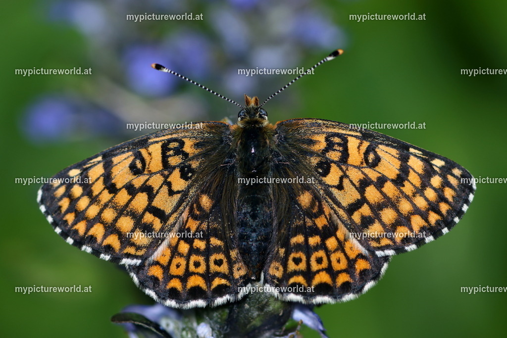 Melitaea cinxia-005 | Das Bilderarchiv über Tiere, Planzen und Landschaften. In der Bilddatenbank finden Sie ein große Auswahl an hochwertigen Bilder für Ihre Werbung - Realized with Pictrs.com