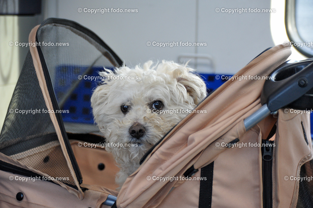 Linz_ Haustiere_ 15.04.2025-3 | 15.04.2025, LINZ, AUT, Themenbild, im Bild Hund, Hunde, Mischling, Hunderasse, Transport, Leine, Leinenpflicht