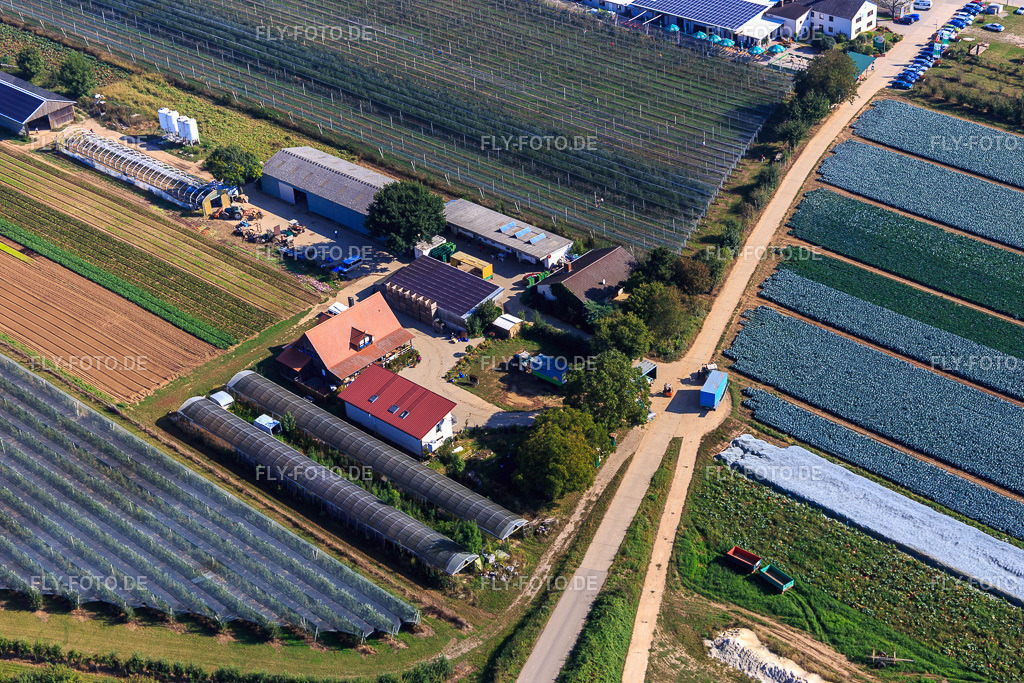 Zapf Frischgemüse Am Holderbühl http://www.zapf-frischgemuese.de/ | Luftbild: Zapf Frischgemüse Am Holderbühl http://www.zapf-frischgemuese.de/ in Kandel im Bundesland Rheinland-Pfalz in Deutschland. Foto: IMG_095013.jpg vom 24.09.2016 durch Werner Riehm/FLY-FOTO.de - Realisiert mit Pictrs.com