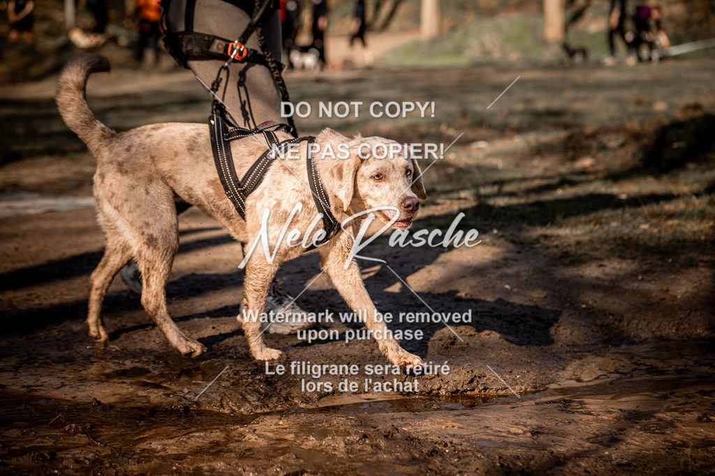 nelerasche_CCNL26_So0945-1030_358 | nelerasche