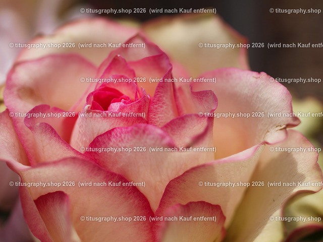 titusgraphy-P5137943_var-078 | Fotokunstarbeit aus der INSTAGRAM-Gallerie auf titusgraphy.eu - Realisiert mit Pictrs.com