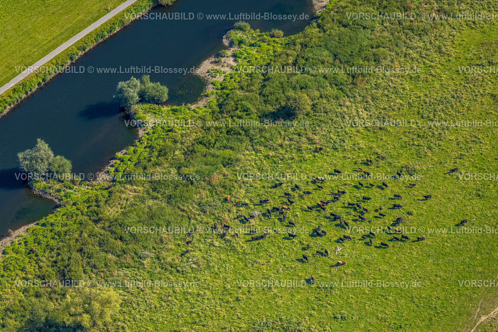 Hattingen240810244 | Luftbild, Naturschutzgebiet Ruhraue Winz an der Hattinger Ruhrschleife, Fluss Ruhr mit kleinen Buhnen, weidende Kühe, Winz, Hattingen, Ruhrgebiet, Nordrhein-Westfalen, Deutschland