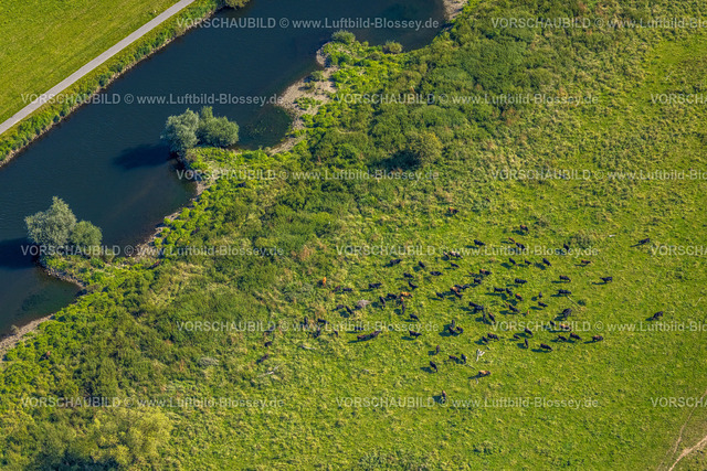 Hattingen240810244 | Luftbild, Naturschutzgebiet Ruhraue Winz an der Hattinger Ruhrschleife, Fluss Ruhr mit kleinen Buhnen, weidende Kühe, Winz, Hattingen, Ruhrgebiet, Nordrhein-Westfalen, Deutschland