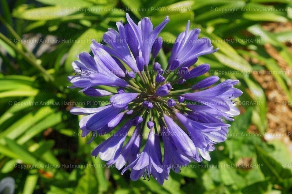 Afrikanische Schmucklilie | Afrikanische Schmucklilie - Realisiert mit Pictrs.com