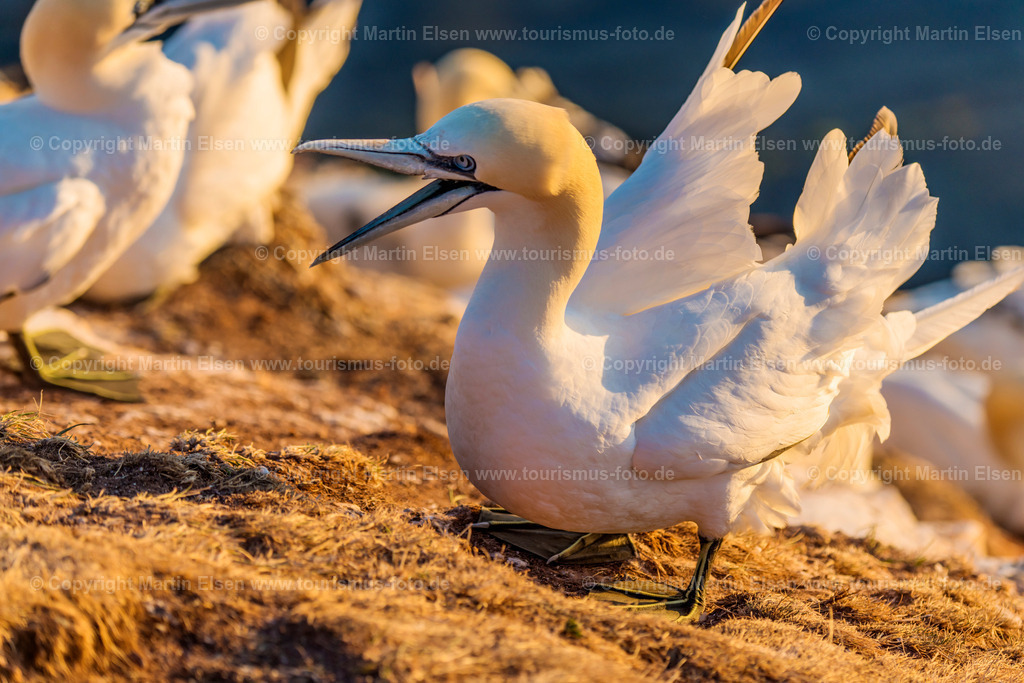 Helgoland Bastölpel_ELS_2453030818 | Helgoland - Aufnahmedatum: 31.07.2018, Aufnahmehöhe:  m, Koordinaten:  - , Bildgröße: 8256 x  5504 Pixel - Copyright 2018 by Martin Elsen, Kontakt: Tel.: +49 157 74581206, E-Mail: info@schoenes-foto.deSchlagwörter:Schleswig-Holstein,Landkreis Pinneberg,Düne,Hochseeinsel,Börteboote,Meer,Küste,Halunder,Oberland,Unterland,Strand,Seehunde,Robben,Lange Anna,Felsen,Roter Felsen,Luftbild,Luftbilder,Bastölpel - Realisiert mit Pictrs.com