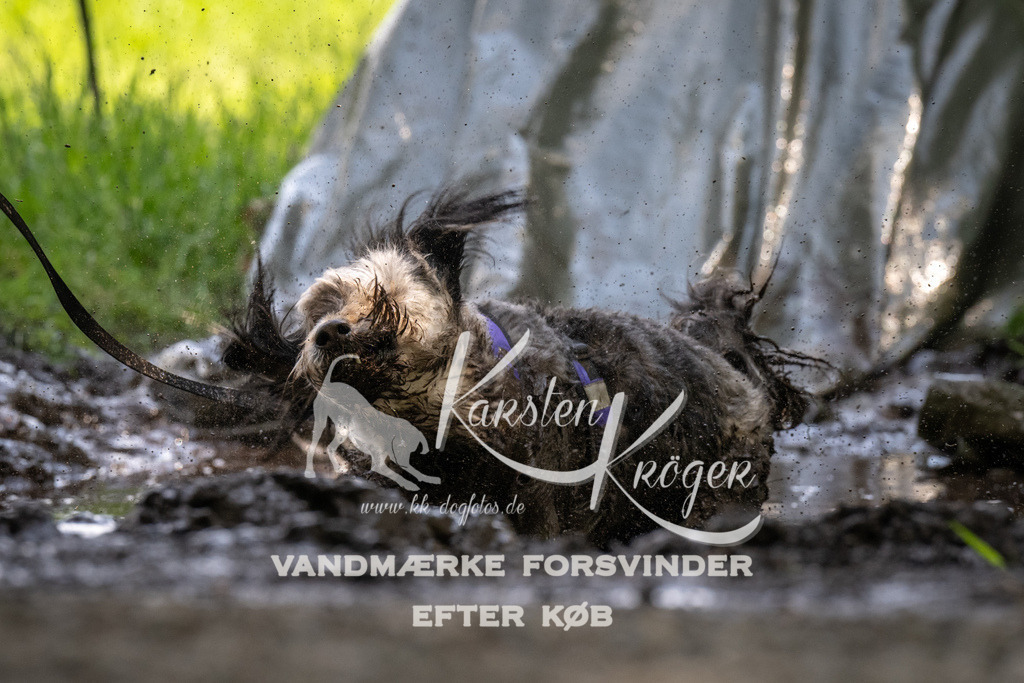 1201_ZZ90977 | kk-dogfotos