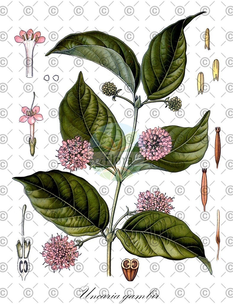 HistAbb_wfo-0000329352_1_ENZY_Simple | Historische Abbildung von Uncaria gambir - Rubiaceae | Historical Illustration of Uncaria gambir - Rubiaceae