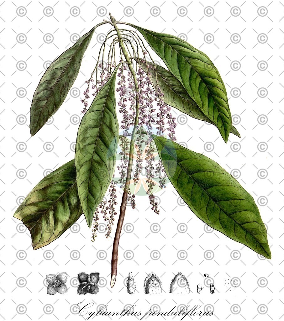 HistAbb_wfo-0000782098_1_ENZY_Simple | Historische Abbildung von Cybianthus penduliflorus - Primulaceae | Historical Illustration of Cybianthus penduliflorus - Primulaceae