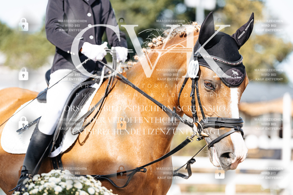 CK905429 | Turnierfotografie Pferdefotografie Trier Rheinland-Pfalz Pferdesport Reitsport Tierfotografie Sportfotografie Pferdevideo Pferdevideografie Equestrianvideography equestrianphotography  - Realisiert mit Pictrs.com