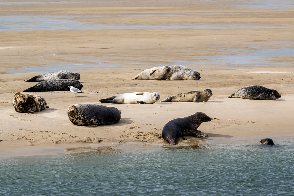 Seehunde und Kegelrobben ruhen auf einer Sandbank vor Texel: Artenvielfalt im Wattenmeer | Eine Gruppe verschiedener Meeressäuger, darunter Seehunde und Kegelrobben in unterschiedlichen Fellzeichnungen sowie ein Jungtier, rastet auf einer freiliegenden Sandbank vor der Insel Texel. Eine Robbe gleitet gerade ins Nordseewasser, während eine Möwe zwischen den Tieren steht. Das Motiv illustriert die Tierwelt des Nationalparks Wattenmeer und eignet sich ideal für redaktionelle Berichte über Naturschutz, Fauna, Nordseetourismus und Artenschutz in den Niederlanden - Realisiert mit Pictrs.com