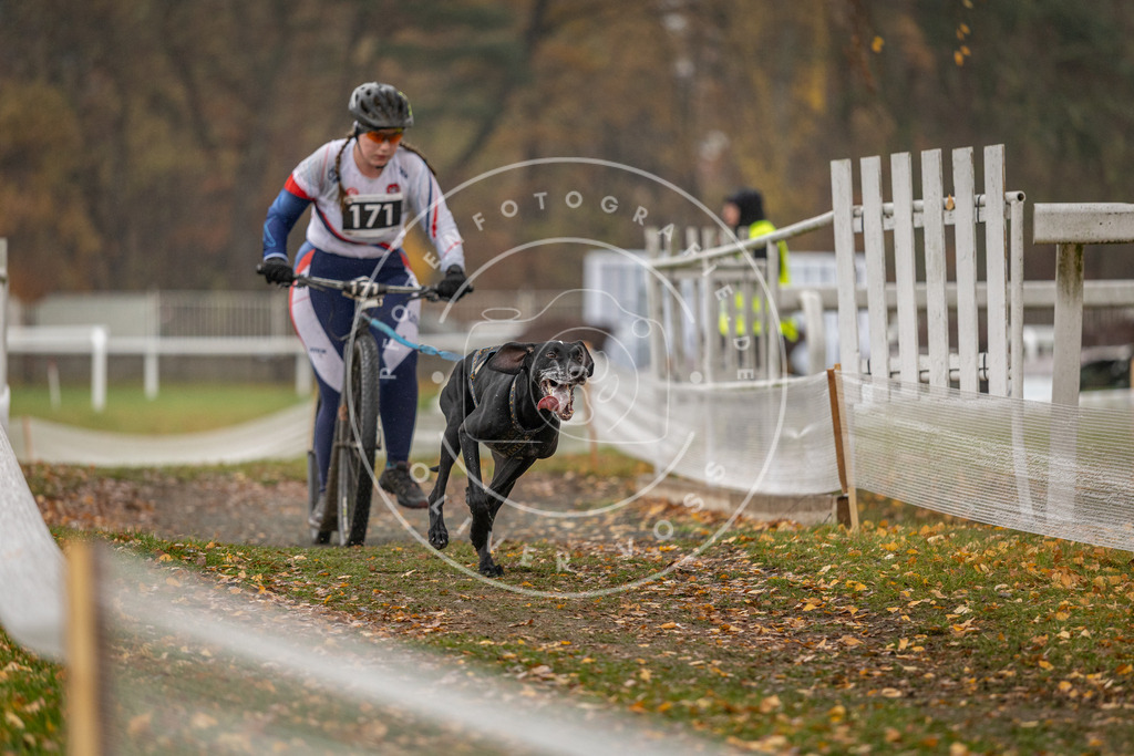 CaniXpix_DV3A8121 | Hundefotografie, Tierfotograf, Pfotenfotografie, Fotoshooting Hund, Hunde Portrait, Hundesport, Hundeportraits, Heideshooting, Hunde, Sportfotograf, Hundefotograf, Turnierhundsport, THS,  - Realisiert mit Pictrs.com