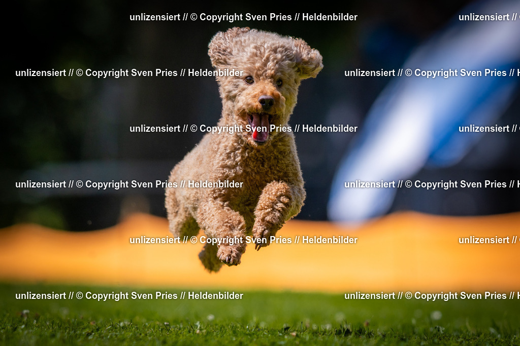 Sven Pries | 2025-08-10 - Hunderennen Durlach - Realisiert mit Pictrs.com