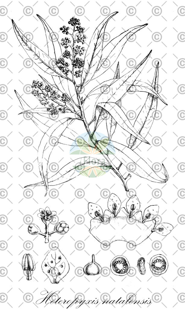 HistAbb_wfo-0000721577_1_ENZY_Simple | Historische Abbildung von Heteropyxis natalensis - Myrtaceae | Historical Illustration of Heteropyxis natalensis - Myrtaceae