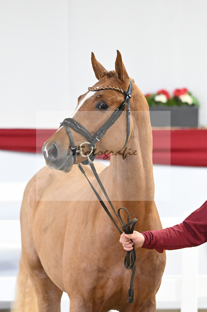 Kat-Nr. 35 v. Zinedream_Schulze-Averdiek_63220786 | hf-fotografie - Realisiert mit Pictrs.com