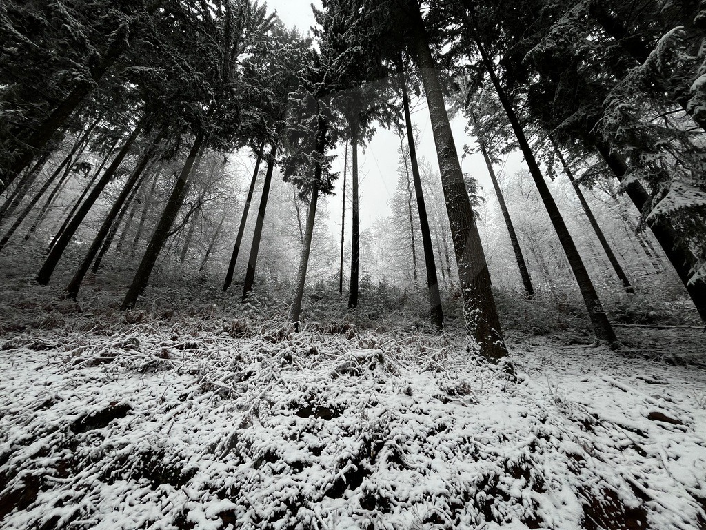 Standing quiet | Snow settles on the forest floor. The trees remain. Silence holds the space. - Realisiert mit Pictrs.com