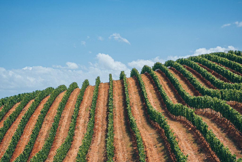 Weinberge in Stellenbosch | Weinberge in Stellenbosch - Realisiert mit Pictrs.com