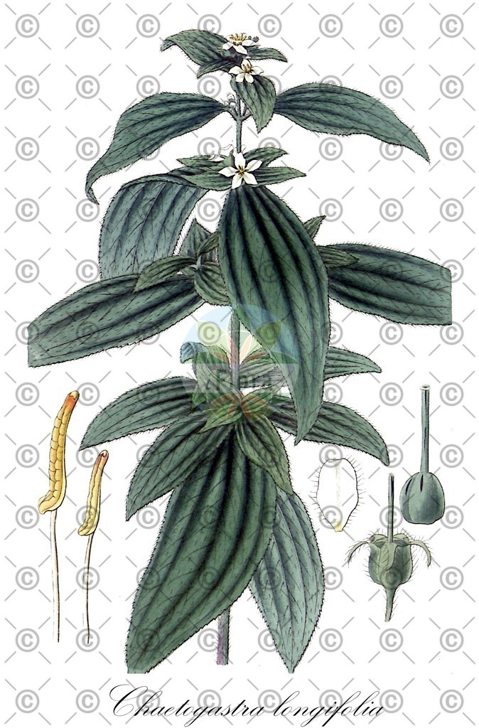 HistAbb_wfo-0001078734_1_ENZY_Simple | Historische Abbildung von Chaetogastra longifolia - Melastomataceae | Historical Illustration of Chaetogastra longifolia - Melastomataceae