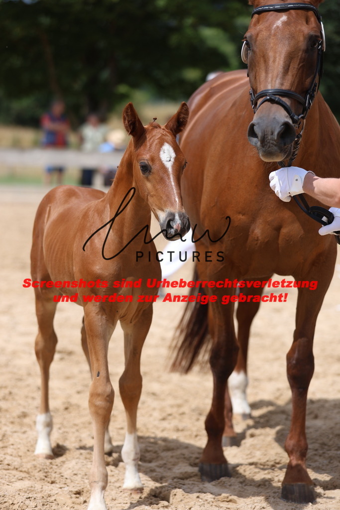 Fohlenschau_Schwäbisch_Hall_dressurbetonte_Fohlen_KN 18_5 | lmwpictures - Realisiert mit Pictrs.com