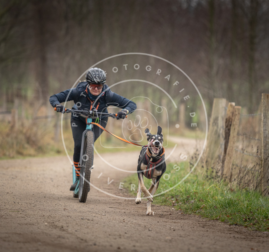 Pfotenfotografie_DV3A2381 | Hundefotografie, Tierfotograf, Pfotenfotografie, Fotoshooting Hund, Hunde Portrait, Hundesport, Hundeportraits, Heideshooting, Hunde, Sportfotograf, Hundefotograf, Turnierhundsport, THS,  - Realisiert mit Pictrs.com