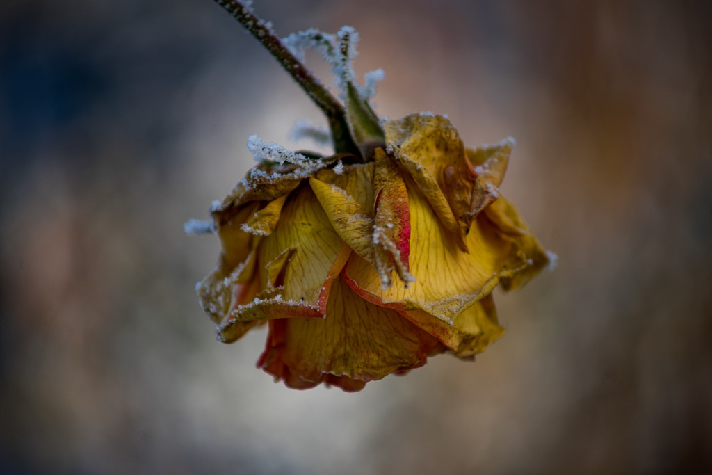 Der letzte Widerstand | Rosenblüte die dem ersten Frost des Jahres erfolgreich trotzt - Realisiert mit Pictrs.com